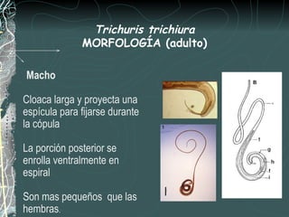Trichuris trichiura
              MORFOLOGÍA (adulto)

Macho

Cloaca larga y proyecta una
espícula para fijarse durante
la cópula

La porción posterior se
enrolla ventralmente en
espiral

Son mas pequeños que las
hembras.
 