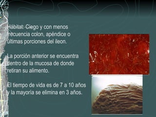 Hábitat: Ciego y con menos
frecuencia colon, apéndice o
últimas porciones del ileon.

La porción anterior se encuentra
dentro de la mucosa de donde
retiran su alimento.

El tiempo de vida es de 7 a 10 años
y la mayoría se elimina en 3 años.
 