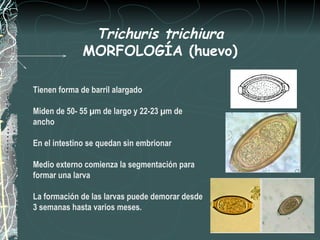 Trichuris trichiura
              MORFOLOGÍA (huevo)

Tienen forma de barril alargado

Miden de 50- 55 µm de largo y 22-23 µm de
ancho

En el intestino se quedan sin embrionar

Medio externo comienza la segmentación para
formar una larva

La formación de las larvas puede demorar desde
3 semanas hasta varios meses.
 