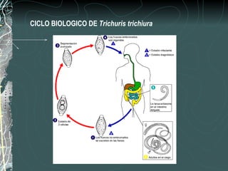 CICLO BIOLOGICO DE Trichuris trichiura
 