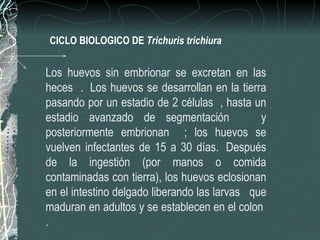 CICLO BIOLOGICO DE Trichuris trichiura


Los huevos sin embrionar se excretan en las
heces . Los huevos se desarrollan en la tierra
pasando por un estadio de 2 células , hasta un
estadio avanzado de segmentación               y
posteriormente embrionan ; los huevos se
vuelven infectantes de 15 a 30 días. Después
de la ingestión (por manos o comida
contaminadas con tierra), los huevos eclosionan
en el intestino delgado liberando las larvas que
maduran en adultos y se establecen en el colon
.
 