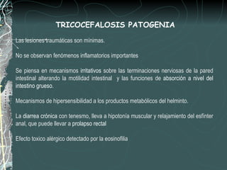 TRICOCEFALOSIS PATOGENIA

Las lesiones traumáticas son mínimas.

No se observan fenómenos inflamatorios importantes

Se piensa en mecanismos irritativos sobre las terminaciones nerviosas de la pared
intestinal alterando la motilidad intestinal y las funciones de absorción a nivel del
intestino grueso.

Mecanismos de hipersensibilidad a los productos metabólicos del helminto.

La diarrea crónica con tenesmo, lleva a hipotonía muscular y relajamiento del esfínter
anal, que puede llevar a prolapso rectal

Efecto toxico alérgico detectado por la eosinofilia
 