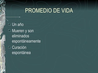 PROMEDIO DE VIDA

Un año
Mueren y son
eliminados
espontáneamente
Curación
espontánea
 