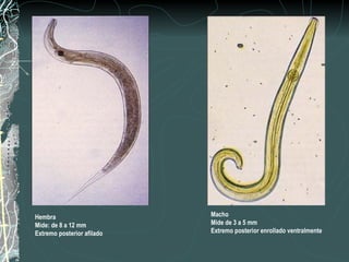 Hembra                      Macho
Mide: de 8 a 12 mm          Mide de 3 a 5 mm
Extremo posterior afilado   Extremo posterior enrollado ventralmente
 
