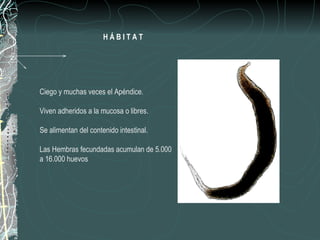 HÁBITAT




Ciego y muchas veces el Apéndice.

Viven adheridos a la mucosa o libres.

Se alimentan del contenido intestinal.

Las Hembras fecundadas acumulan de 5.000
a 16.000 huevos
 