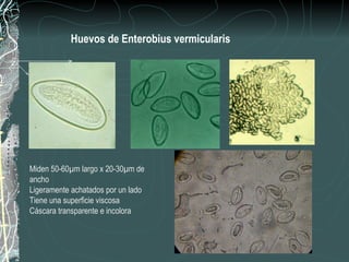 Huevos de Enterobius vermicularis




Miden 50-60µm largo x 20-30µm de
ancho
Ligeramente achatados por un lado
Tiene una superficie viscosa
Cáscara transparente e incolora
 