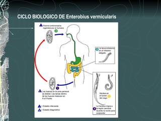 CICLO BIOLOGICO DE Enterobius vermicularis
 