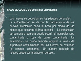 CICLO BIOLOGICO DE Enterobius vermicularis


  Los huevos se depositan en los pliegues perianales .
  La auto-infección se da por la transferencia de los
  huevos infectantes hacia la boca por medio de las
  manos que rascaron el área perianal . La transmisión
  de persona a persona puede ocurrir al manipular ropa
  contaminada o ropa de cama contaminada. La
  enterobiosis se puede también adquirir a través de
  superficies contaminadas por los huevos de oxiuridos
  (ej. cortinas, alfombras). Un número reducido de
  huevos puede ser inhalado en aerosol. .
 