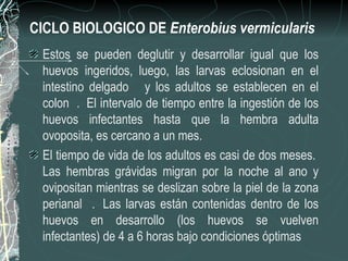 CICLO BIOLOGICO DE Enterobius vermicularis
 Estos se pueden deglutir y desarrollar igual que los
 huevos ingeridos, luego, las larvas eclosionan en el
 intestino delgado y los adultos se establecen en el
 colon . El intervalo de tiempo entre la ingestión de los
 huevos infectantes hasta que la hembra adulta
 ovoposita, es cercano a un mes.
 El tiempo de vida de los adultos es casi de dos meses.
 Las hembras grávidas migran por la noche al ano y
 ovipositan mientras se deslizan sobre la piel de la zona
 perianal . Las larvas están contenidas dentro de los
 huevos en desarrollo (los huevos se vuelven
 infectantes) de 4 a 6 horas bajo condiciones óptimas
 