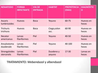 NEMATODO

FORMA
INFECTANTE

VIA DE
ENTRADA

HABITAT

PREPATENCIA DIAGNÓSTIC
(DIAS)
O

Ascaris
lumbricoides

Huevos

Boca

Yeyuno

60-75

Huevos en
heces

Trichuris
trichiura

Huevos

Boca

Ciego,colon
asc.

60-90

Huevos en
heces

Necator
americanus

Larvas
filariformes

Piel

Yeyuno

40-50

Huevos en
heces

Ancylostoma
duodenale

Larvas
filariformes

Piel

Yeyuno

40-100

Huevos en
heces

Strongyloides
stercoralis

Larvas
filariformes

Piel

Duodeno y
yeyuno

17-30

Larvas en
heces

TRATAMIENTO: Mebendazol y albendazol

 