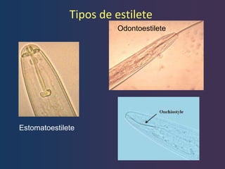 Estilete Insectos Nematodos fitoparasitarios por la unet 12 | PPT
