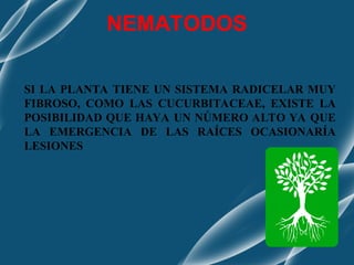 NEMATODOS
SI LA PLANTA TIENE UN SISTEMA RADICELAR MUY
FIBROSO, COMO LAS CUCURBITACEAE, EXISTE LA
POSIBILIDAD QUE HAYA UN NÚMERO ALTO YA QUE
LA EMERGENCIA DE LAS RAÍCES OCASIONARÍA
LESIONES
 