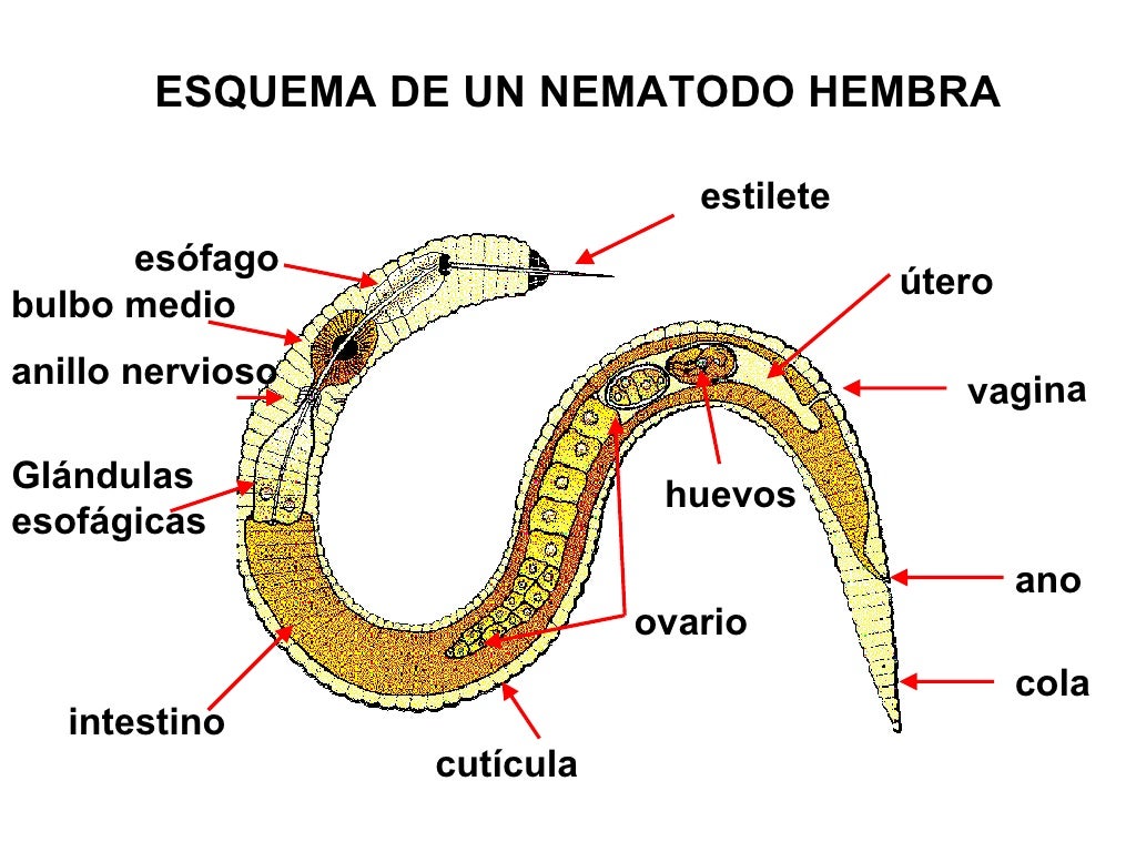 Nematodos