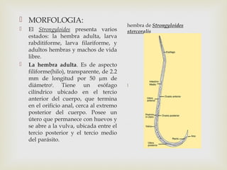 Pasaritosis por Nemátodos. | PPT