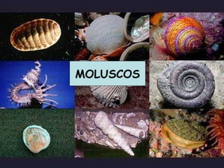 Moluscos MOLUSCOS 
