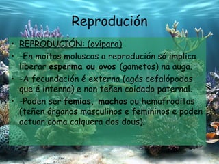 Reprodución REPRODUCIÓN: (ovípara) -En moitos moluscos a reprodución só implica liberar  esperma ou ovos  (gametos) na auga.  -A fecundación é externa (agás cefalópodos que é interna) e non teñen coidado paternal. -Poden ser  femias, machos  ou hemafroditas (teñen órganos masculinos e femininos e poden actuar coma calquera dos dous). 