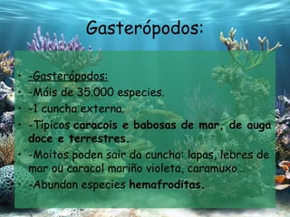 Gasterópodos: -Gasterópodos: -Máis de 35.000 especies. -1 cuncha externa. -Típicos  caracois e babosas de mar, de auga doce e terrestres . -Moitos poden sair da cuncha: lapas,  lebres  de mar ou caracol mariño violeta, caramuxo… -Abundan especies  hemafroditas. 