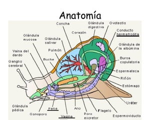Anatomía 