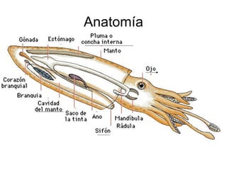 Anatomía 