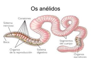 Os anélidos 