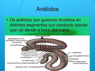 Anélidos Os anélidos son gusanos divididos en distintos segmentos cun conducto tubular que vai dende a boca ata o ano.  