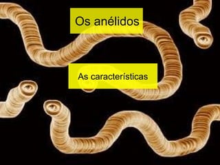 Os anélidos As características 