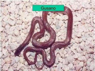 Gusano 