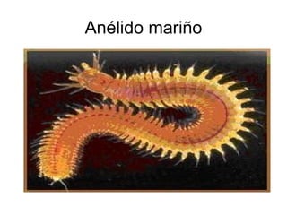 Anélido mariño 