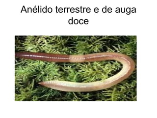 Anélido terrestre e de auga doce 
