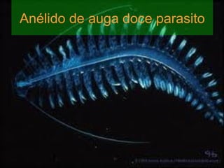 Anélido de auga doce parasito 