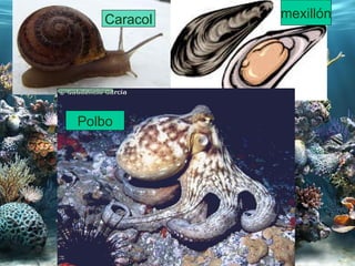 Caracol mexillón Polbo 