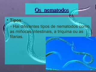Os nematodos Tipos: - Hai diferentes tipos de nematodos como as miñocas intestinais, a triquina ou as filarias. 