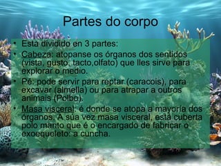 Partes do corpo Esta dividido en 3 partes: Cabeza : atopanse os órganos dos sentidos (vista, gusto, tacto,olfato) que lles sirve para explorar o medio. Pé: pode servir para reptar (caracois), para excavar (almella) ou para atrapar a outros animais (Polbo). Masa visceral : é donde se atopa a mayoría dos órganos. A súa vez masa visceral, está cuberta polo manto que é o encargado de fabricar o exoequeleto: a cuncha. 