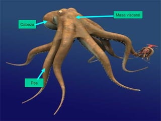 Pes Cabeza Masa visceral 