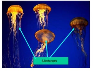 Medusas 