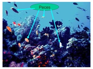 Peces 