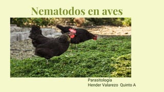 Nematodos en aves
Parasitología
Hender Valarezo Quinto A
 