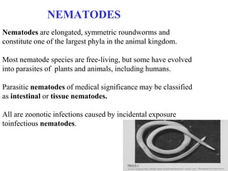 NEMATODES
Nematodes are elongated, symmetric roundworms and
constitute one of the largest phyla in the animal kingdom.

Most nematode species are free-living, but some have evolved
into parasites of plants and animals, including humans.

Parasitic nematodes of medical significance may be classified
as intestinal or tissue nematodes.

All are zoonotic infections caused by incidental exposure
toinfectious nematodes.
 
