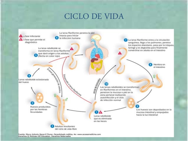 Nematodos Clasificación y Características Microbiologia