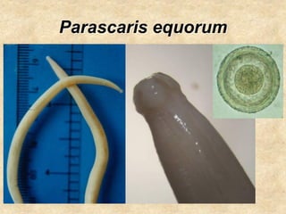 Parascaris equorum
 
