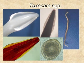Toxocara spp.
 
