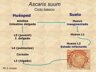 Ascaris suum
Ciclo básico
Adultos
Intestino delgado
Huevo L1
L4 (pulmones)
Corazón
L3 (hígado)
L5 (juvenil)
I. delgado
Huevo L2
Estado infectante
Huevo
insegmentado
Huésped Suelo
PP 2 meses
 