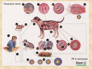 PP 6 semanas
Toxocara canis
 