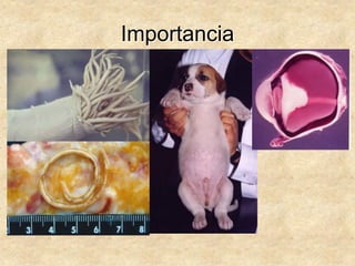 Importancia
 