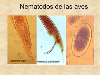 Nematodos de las aves
Ascaridia galli Heterakis gallinarum
 