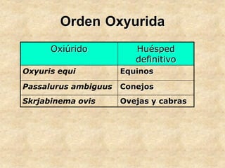 Orden Oxyurida
Oxiúrido Huésped
definitivo
Oxyuris equi Equinos
Passalurus ambiguus Conejos
Skrjabinema ovis Ovejas y cabras
 