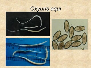 Oxyuris equi
 