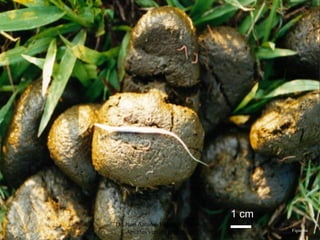 Dr. Juan Antonio Figueroa Castillo.
Apuntes versión preliminar
20
1 cm
Figueroa
 