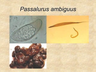 Passalurus ambiguus
 
