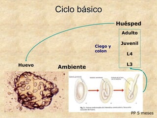 Ciclo básico
Huevo
Adulto
Juvenil
L4
L3
Ciego y
colon
Huésped
Ambiente
PP 5 meses
 